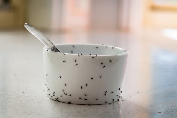 Small ants surrounding a food container on a kitchen countertop.