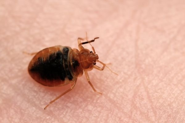 Close-up of an adult bed bug on human skin.