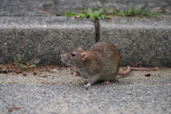Brown rat walking beside a concrete curb outdoors.