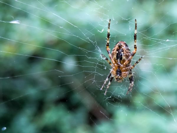 Spider sitting in the center of its web outdoors.