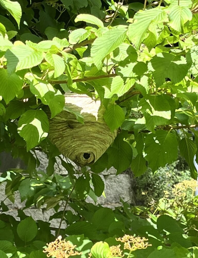 Active wasp nest discovered on a residential property in Snohomish County — professional wasp and hornet control by Pest Near