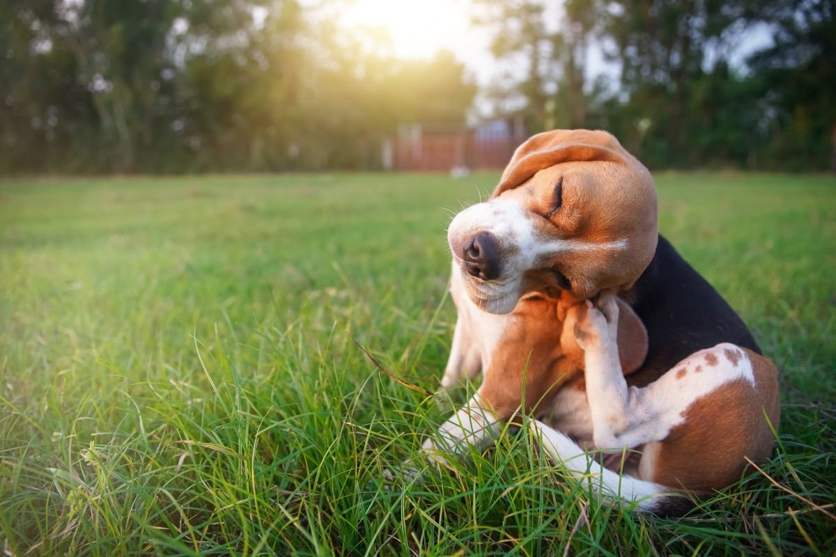Dog scratching due to flea infestation
