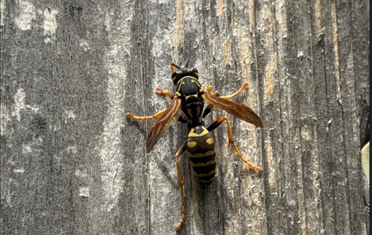 Paper wasp beginning to build a nest on exterior siding