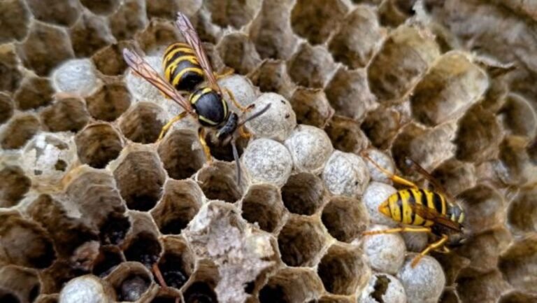 Close-up of a paper wasp nest with adult wasps