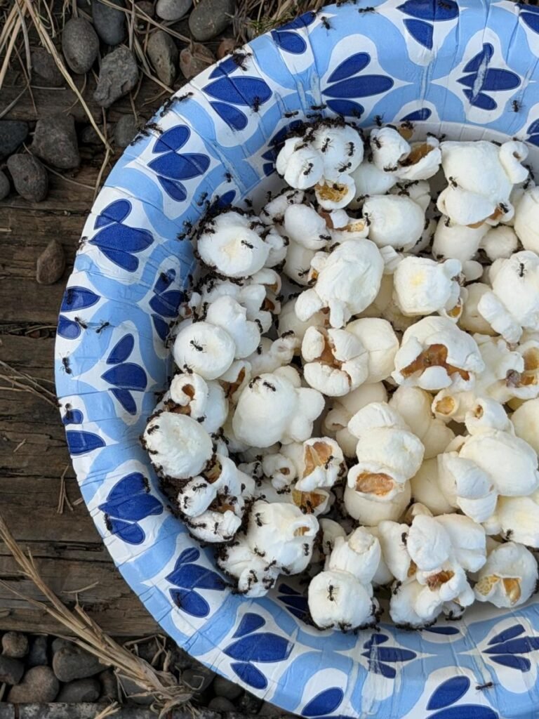 Ants that found a bowl of popcorn left outside