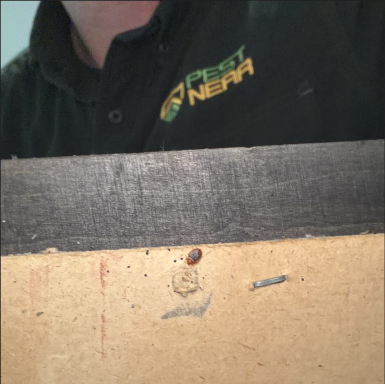 Bed bug found during a professional pest inspection