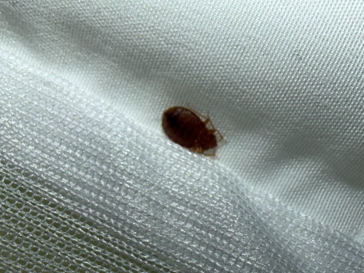 Bed bug on a mattress during an inspection